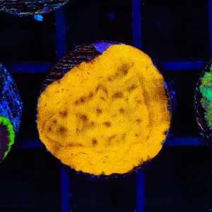 24k Gold Leptoseris Coral