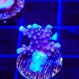 ARC Fireworks Acropora Coral