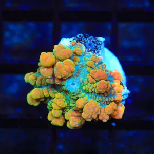 Maui Wowi Bounce Mushroom Coral