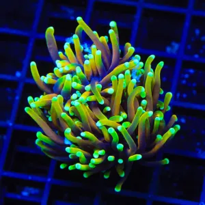 TSA Blowtorch Torch Coral