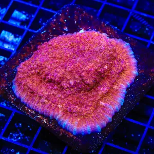 TSA Hell Fire Chalice Coral Colony