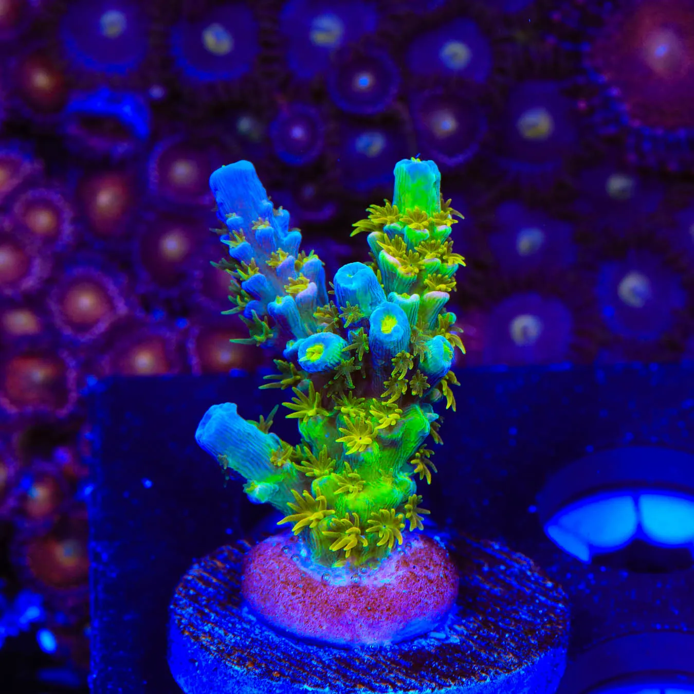 Walt Disney XL Acropora Coral